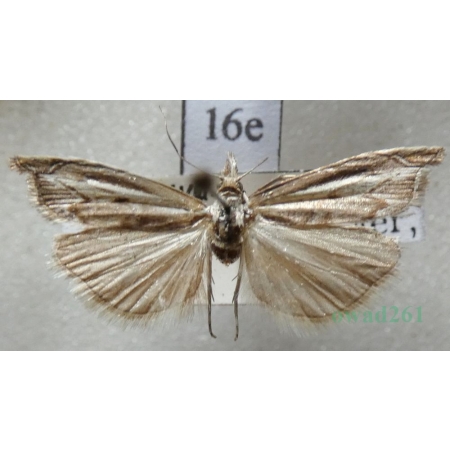 Platytes alpinella (Hübner, 1813) Czech16e